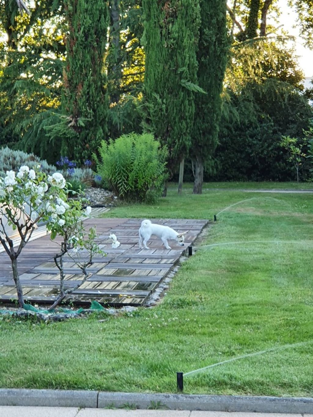 Achat maison 6 chambre(s) - La Roche-sur-Yon