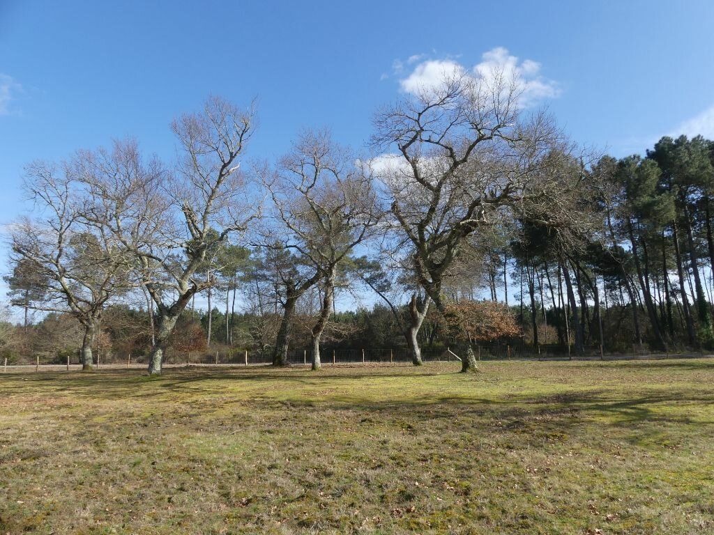 Achat maison 4 chambre(s) - Onesse-Laharie