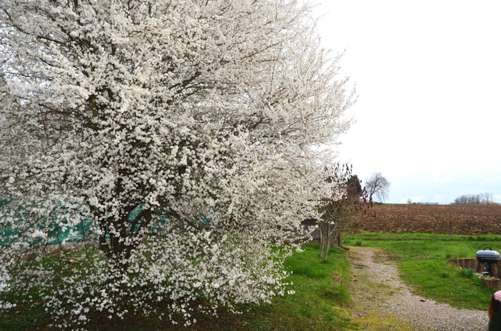 Achat maison 3 chambre(s) - Savigny-en-Revermont