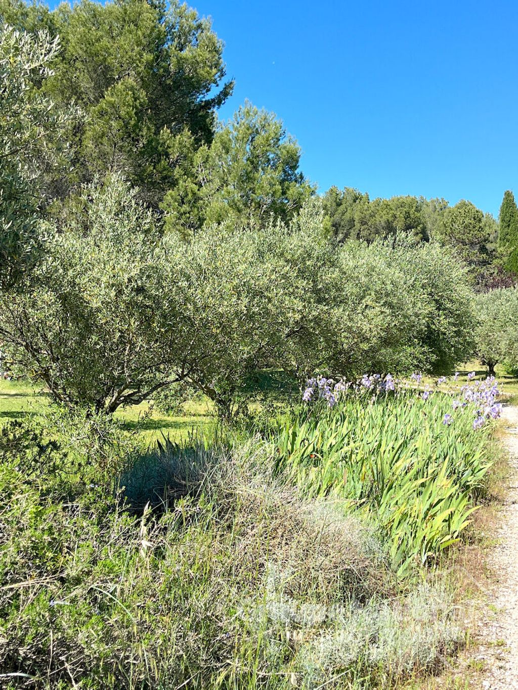 Achat maison 5 chambre(s) - L'Isle-sur-la-Sorgue