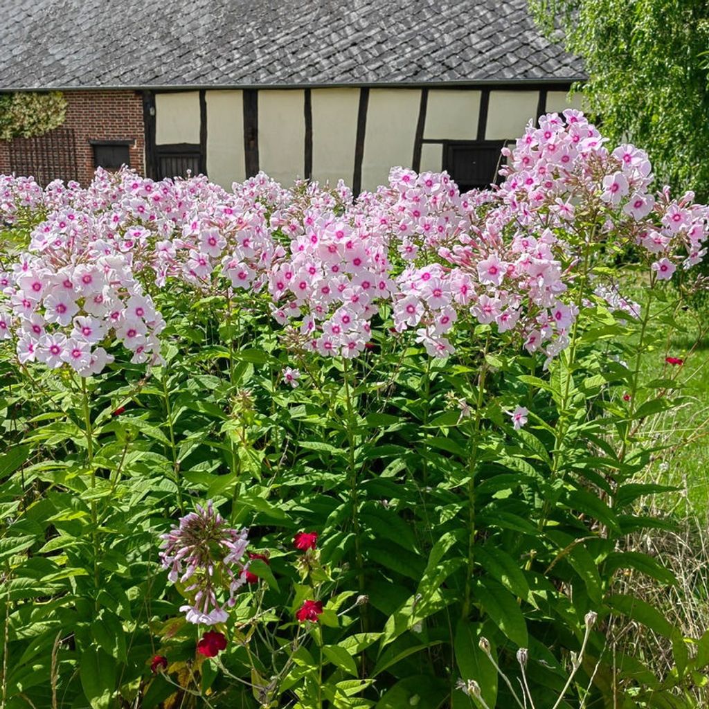 Achat maison 2 chambre(s) - La Ferté-en-Ouche