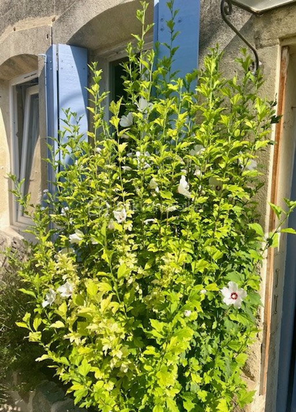 Achat maison 2 chambre(s) - Le Cailar