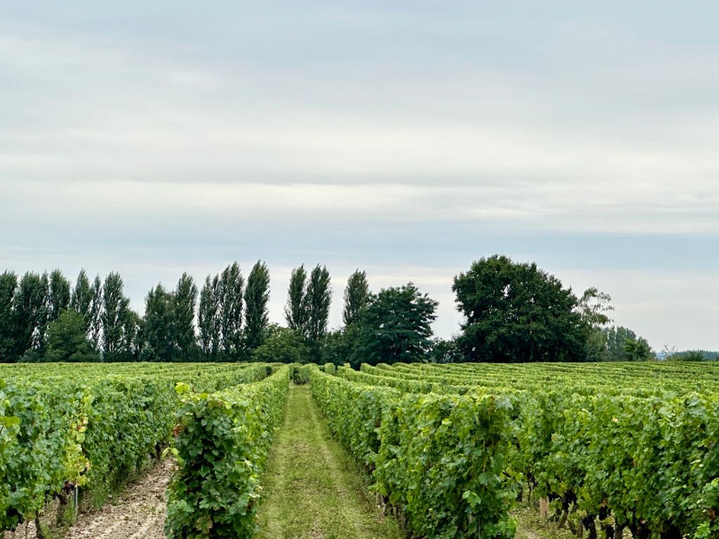 Achat maison 2 chambre(s) - Bourgueil